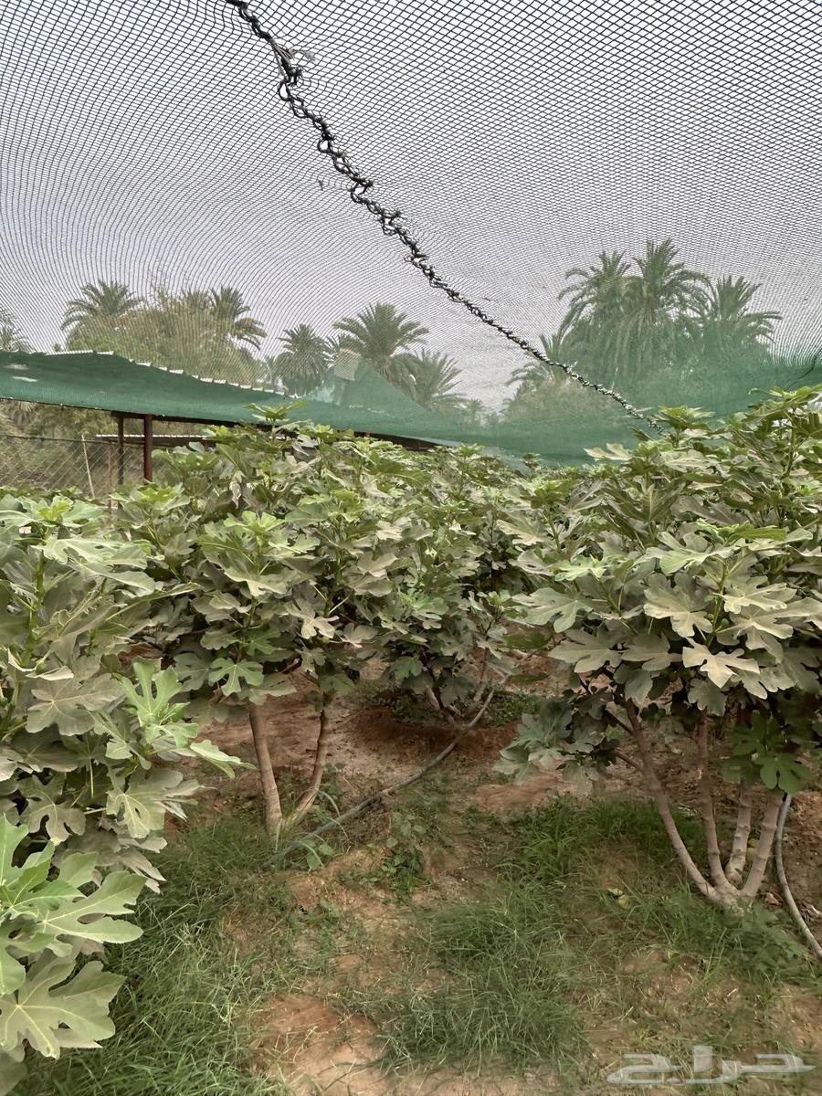 غرس تين للبيع63021070854529114