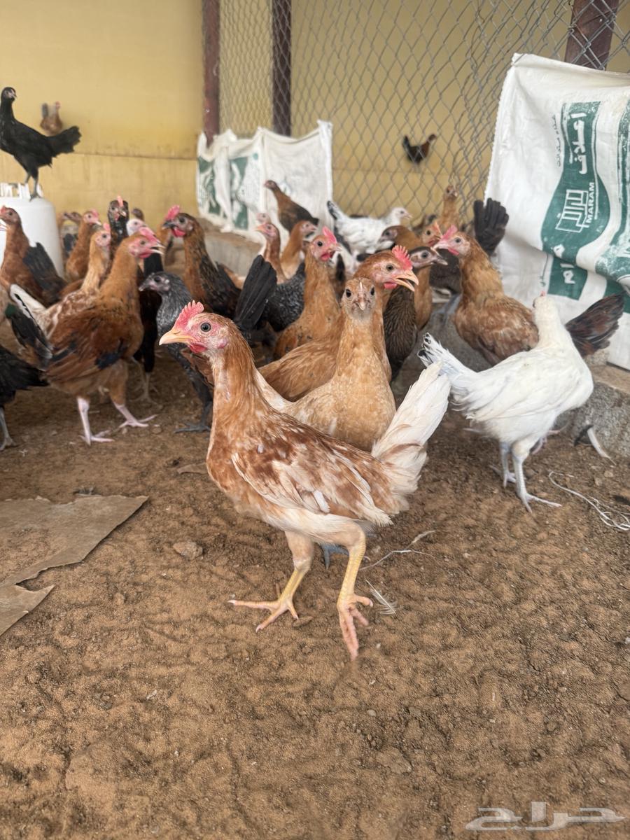 Local chicken and Fiume63021536845826111