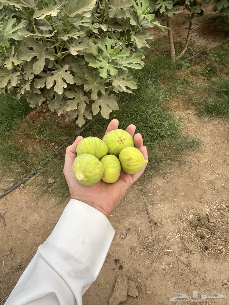 غرس تين للبيع63021070854529111