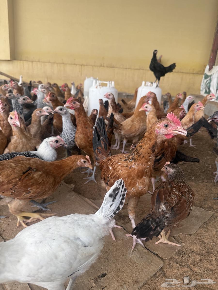 Local chicken and Fiume63021536845826112
