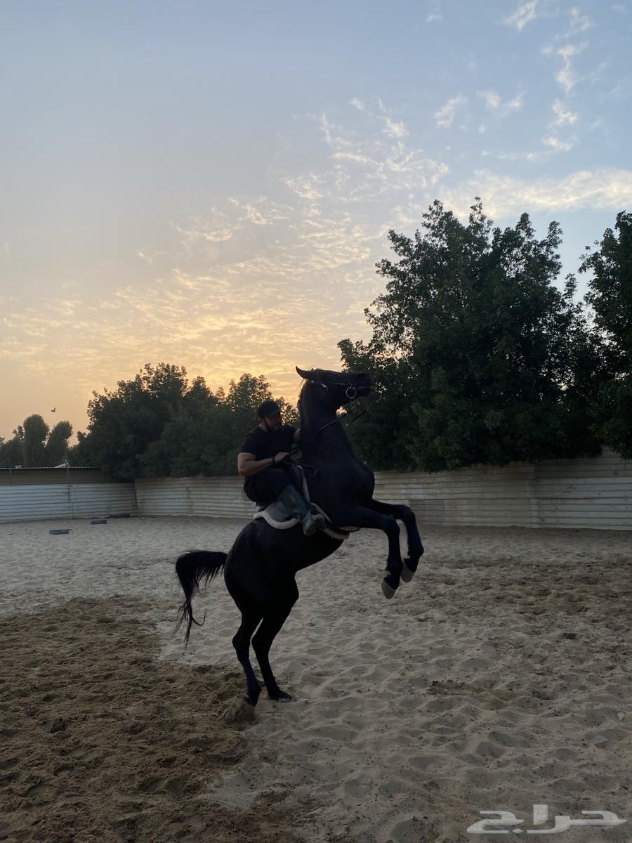 Horse riding training course63020660448258112