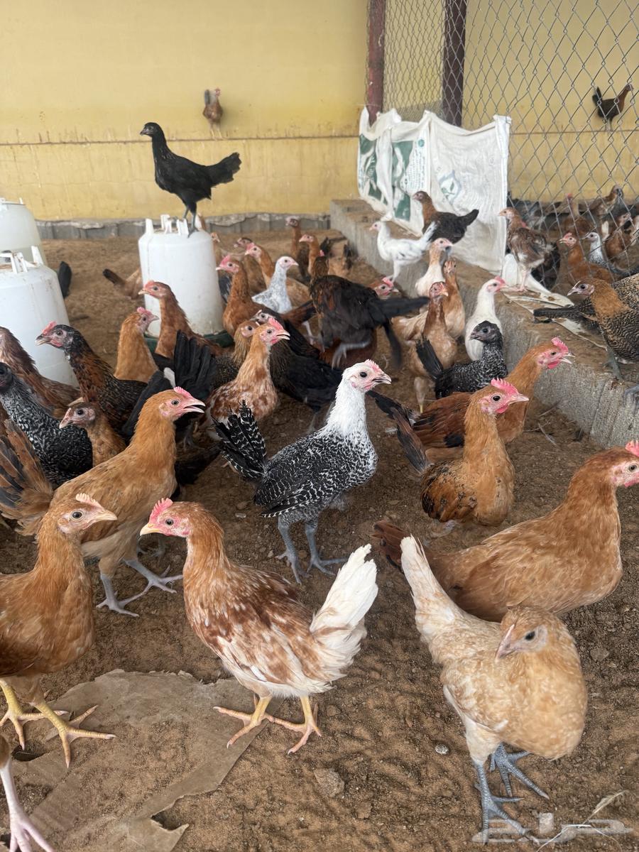 Local chicken and Fiume63021536845826113