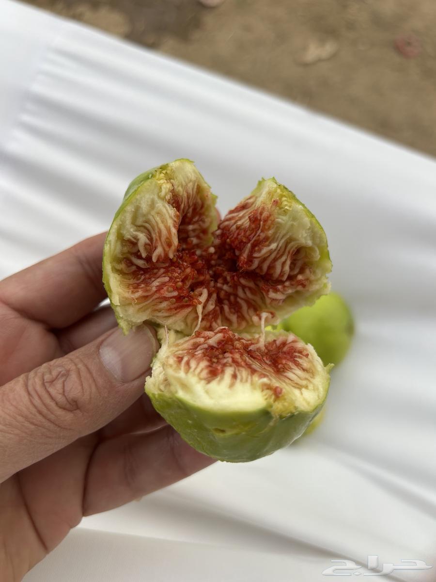Planting figs for sale63021070854529114