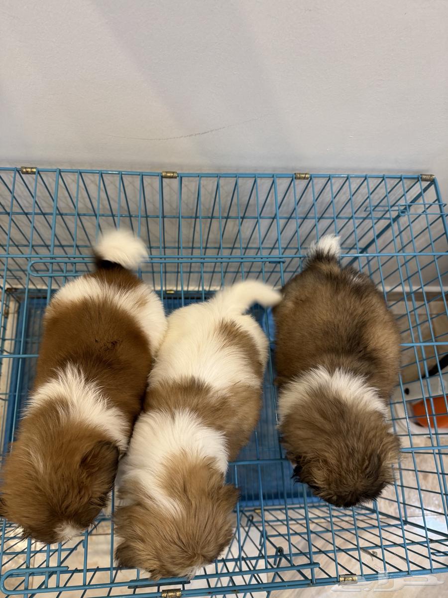 Gravy Shih Tzu63020213503106111