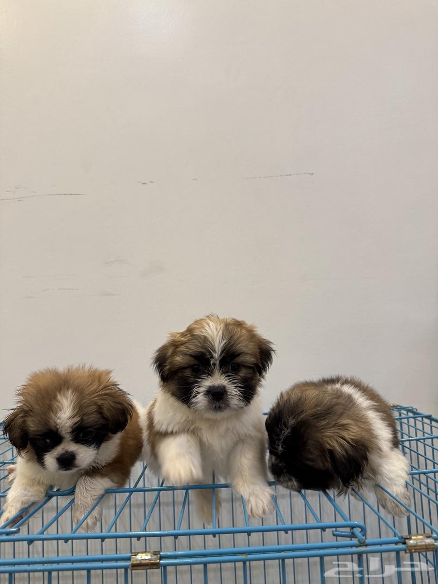 Gravy Shih Tzu63020213503106117