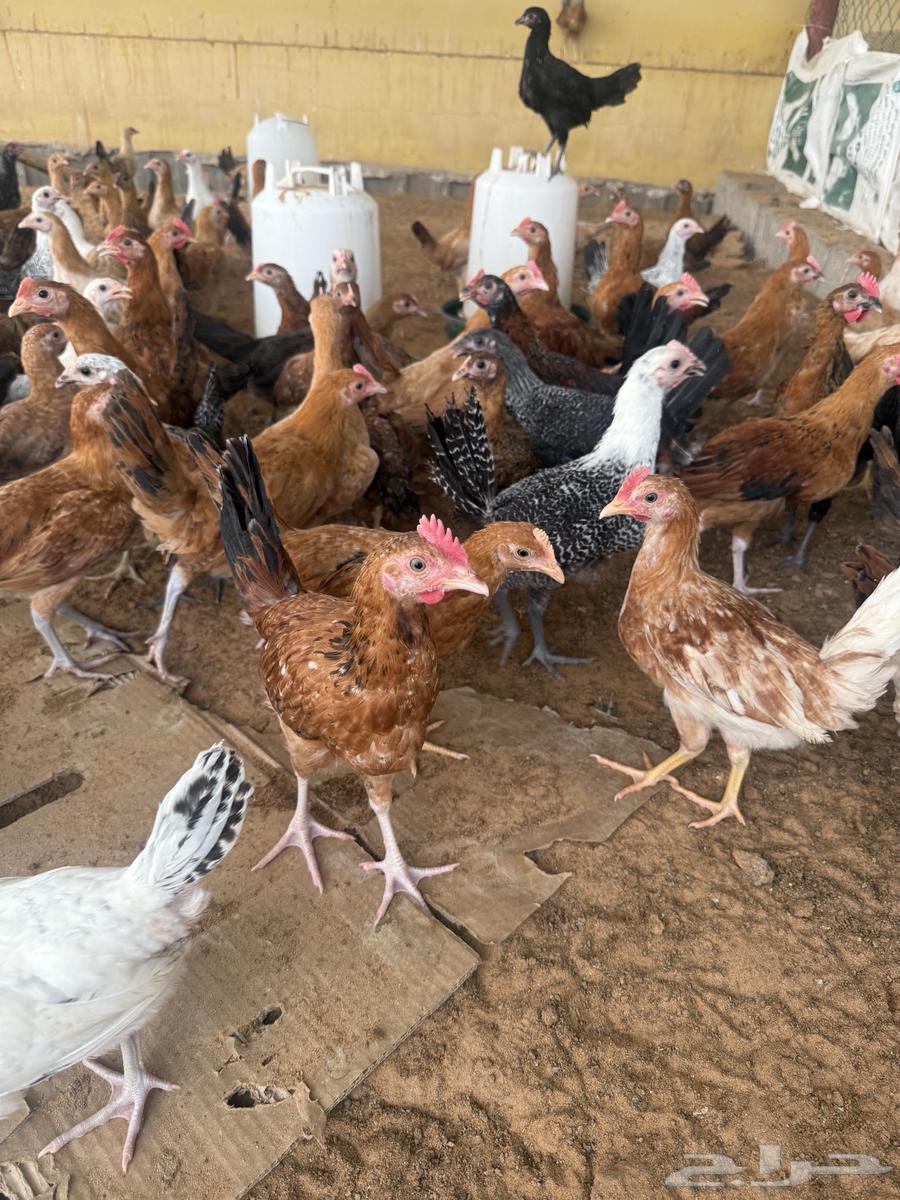 Local chicken and Fiume63021536845826114