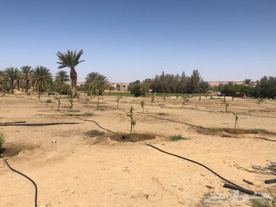 للبيع مزرعه بتيماء63012971589122113
