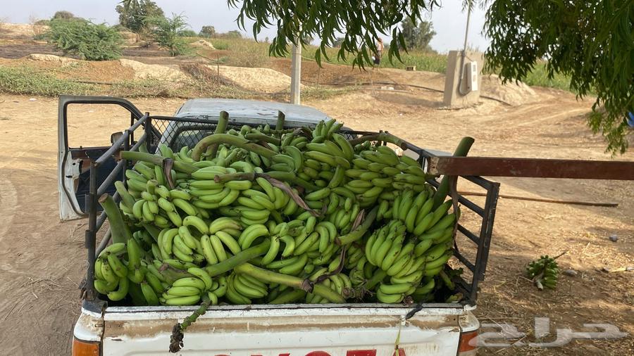 American Grand Banana Seedlings for sale63025818999683114