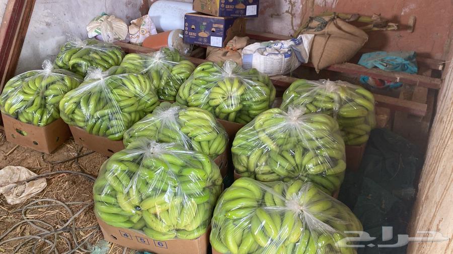 American Grand Banana Seedlings for sale63025818999683113