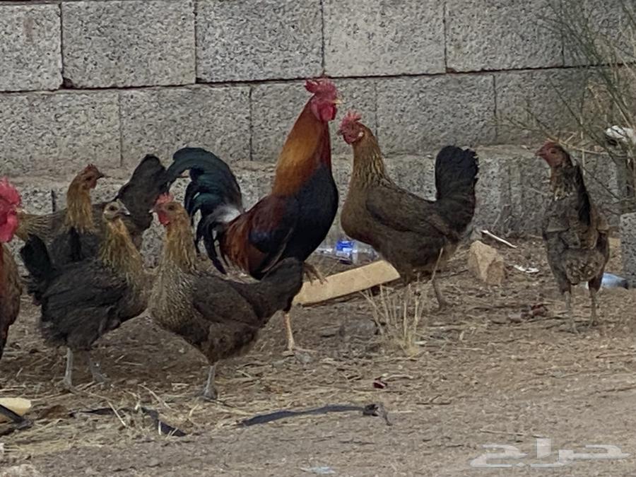 ديك عربي ترثه63021507671041111