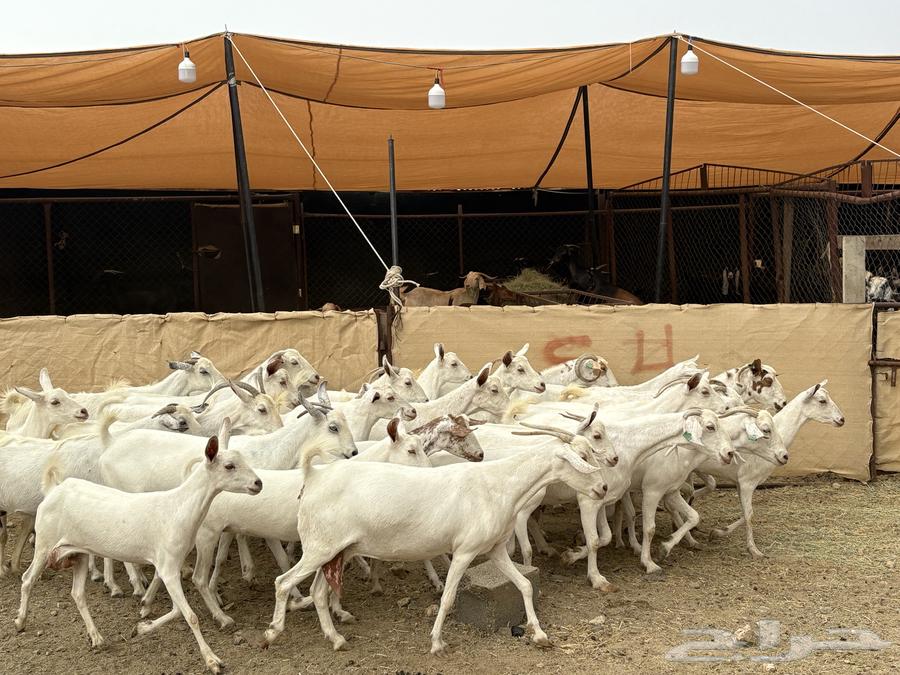 26 female goats, Ryma's group sold63021070663042113