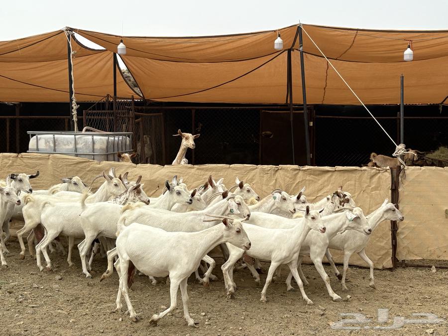 26 female goats, Ryma's group sold63021070663042114