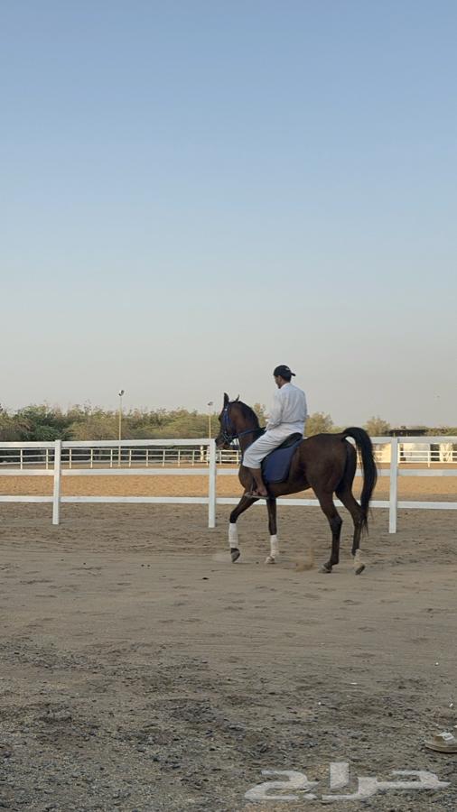 650 Rabigh Barracks for Officers63022434768642111