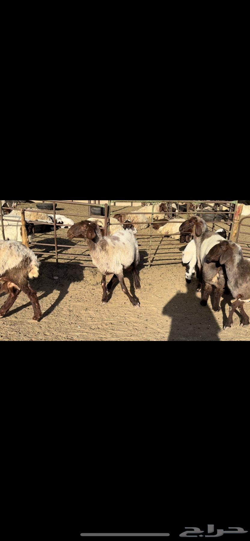Naim's sheep are grazing.630202241922591125
