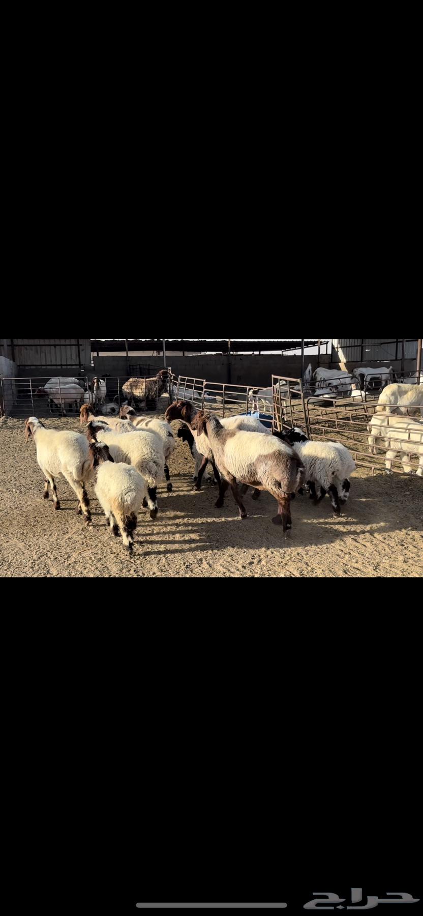 Naim's sheep are grazing.63020224192259111