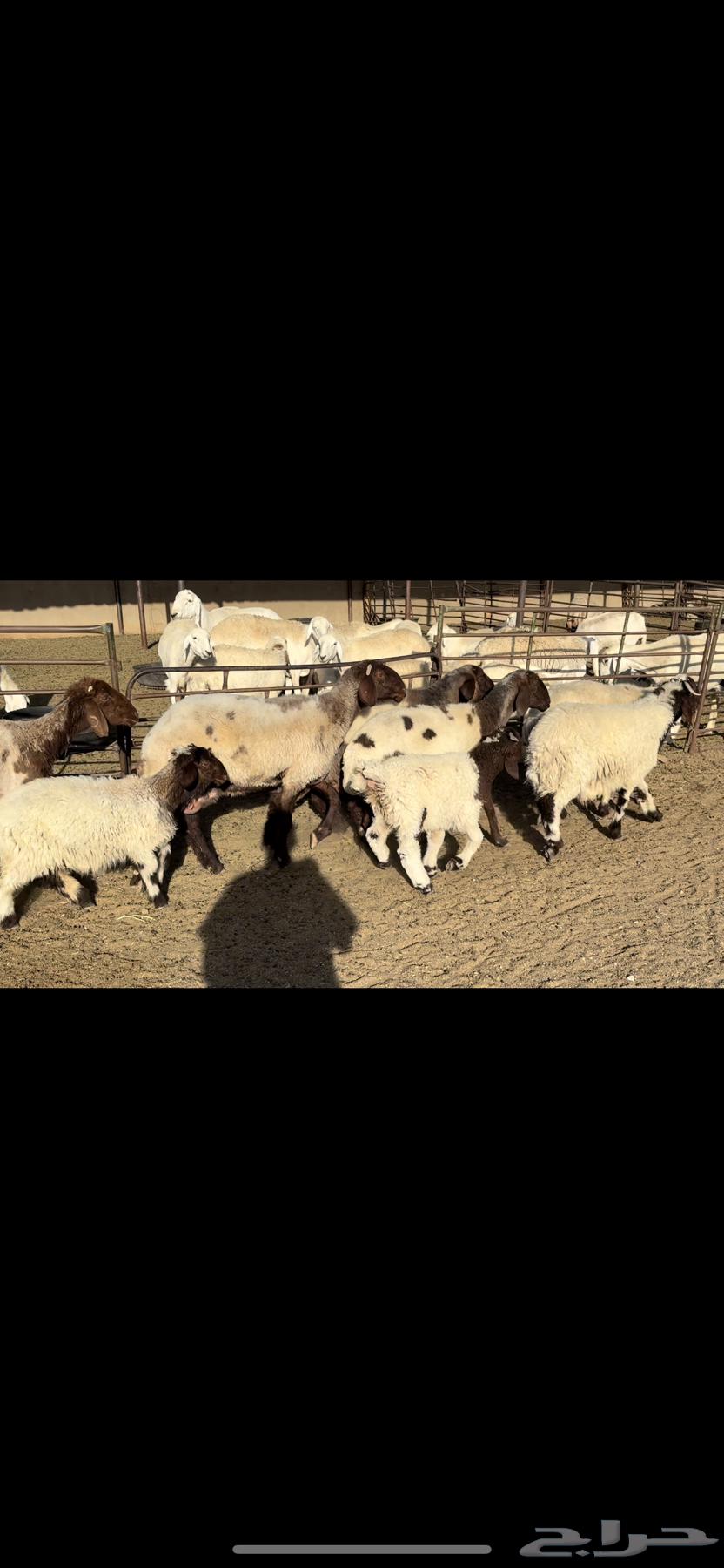Naim's sheep are grazing.63020224192259113
