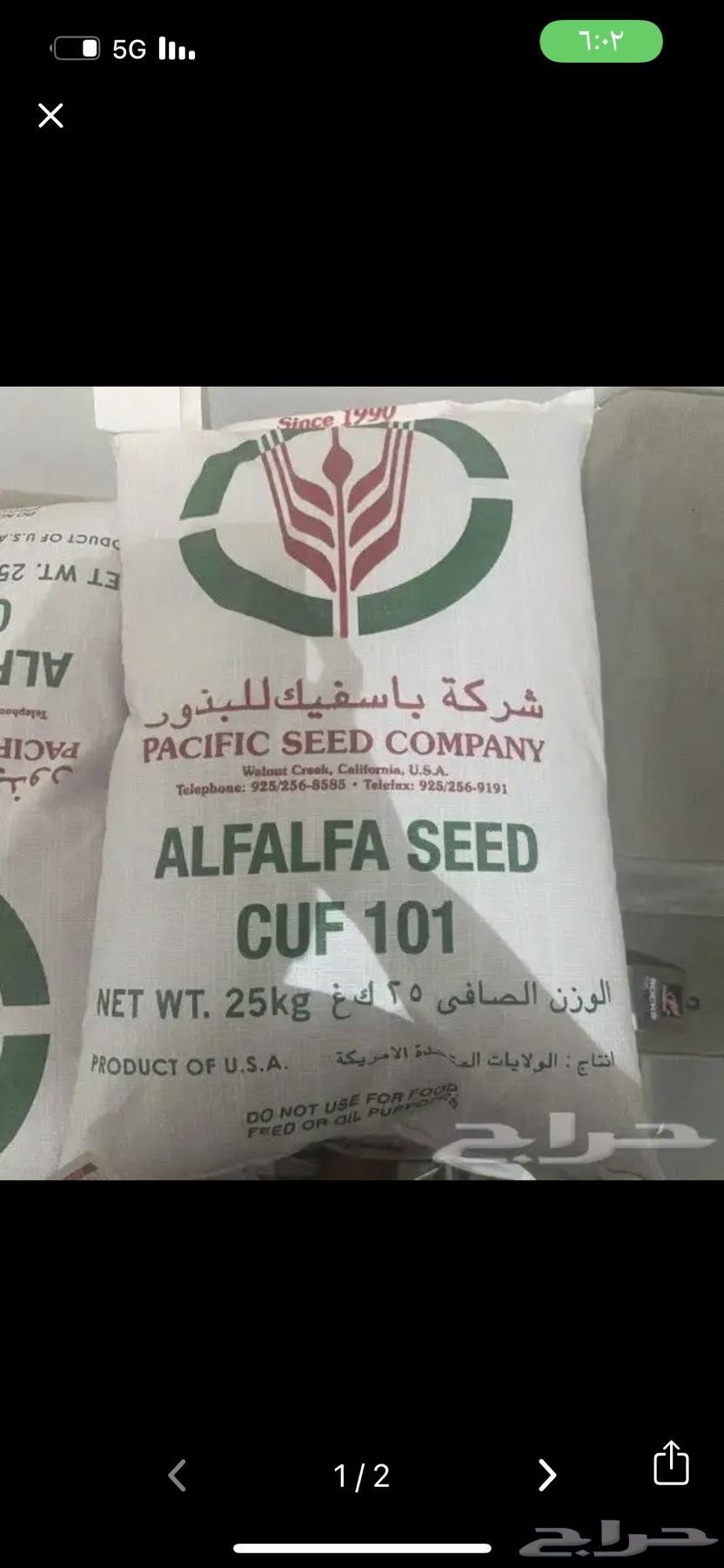 للبيع بذور برسيم امريكي كاف 10163022440329603111