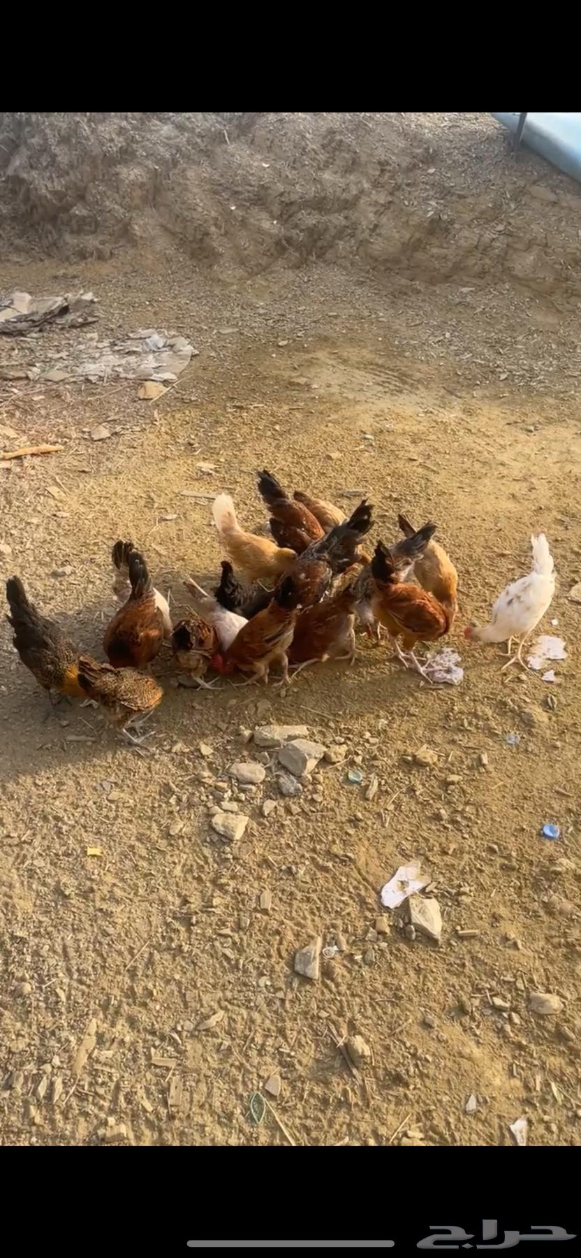 دجاج بلدي للبيع63020218587009111