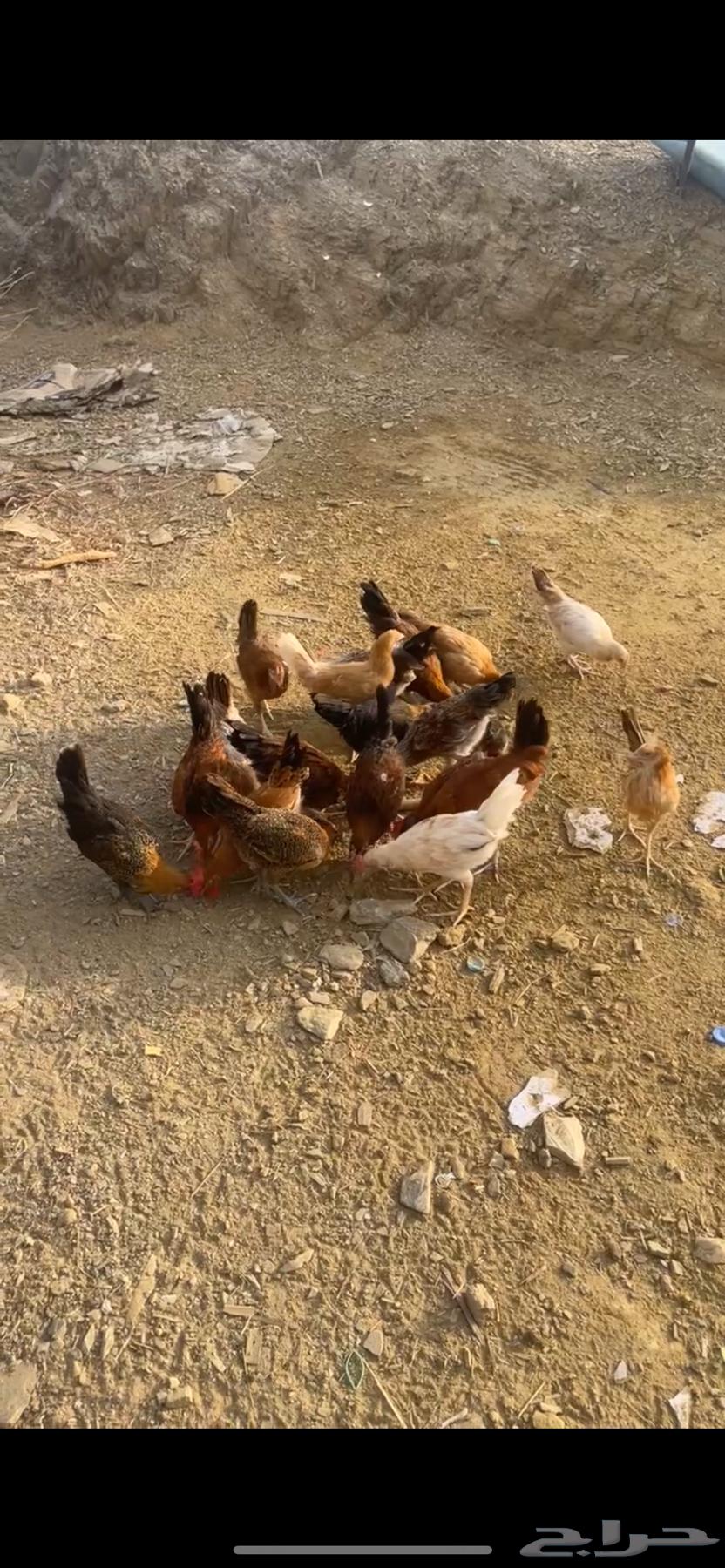 دجاج بلدي للبيع630202185870091116