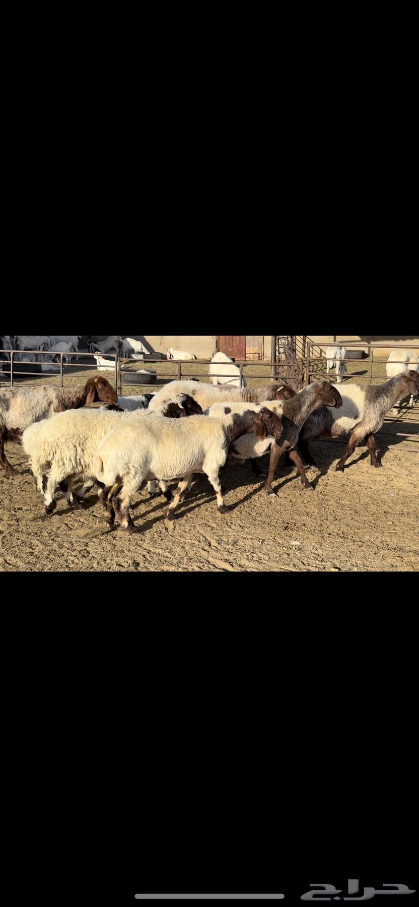 Naim's sheep are grazing.63020224192259114