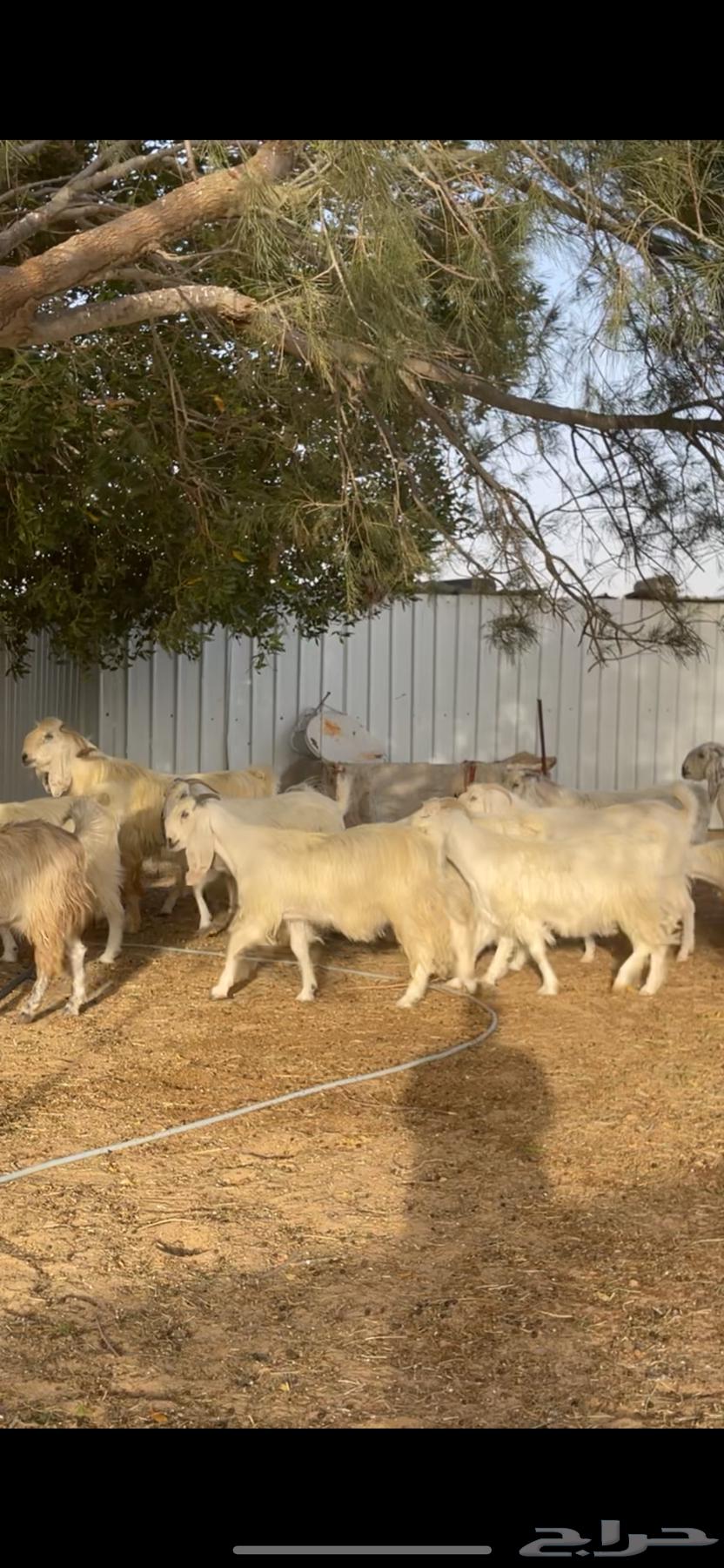 Egyptian white goats with their male630220084052491126