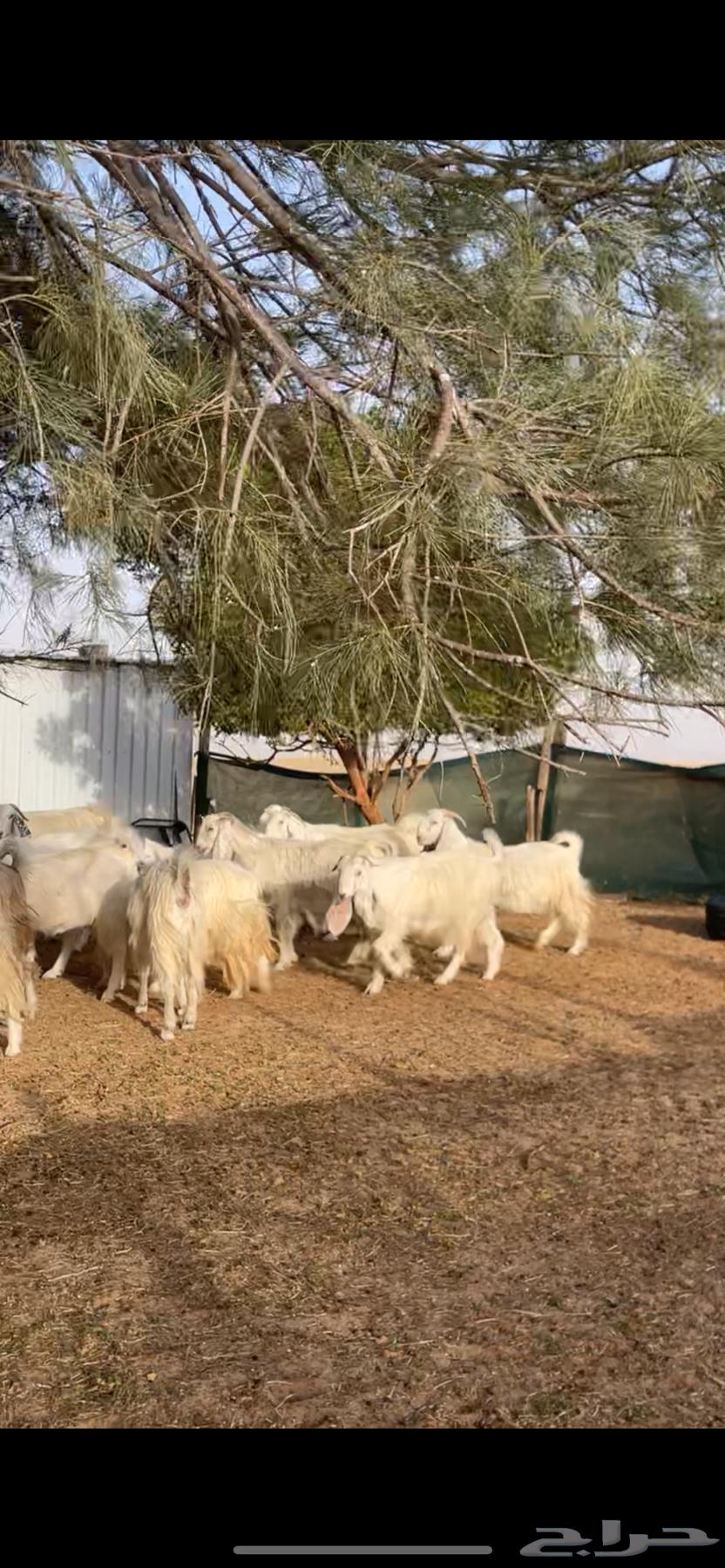 Egyptian white goats with their male63022008405249114