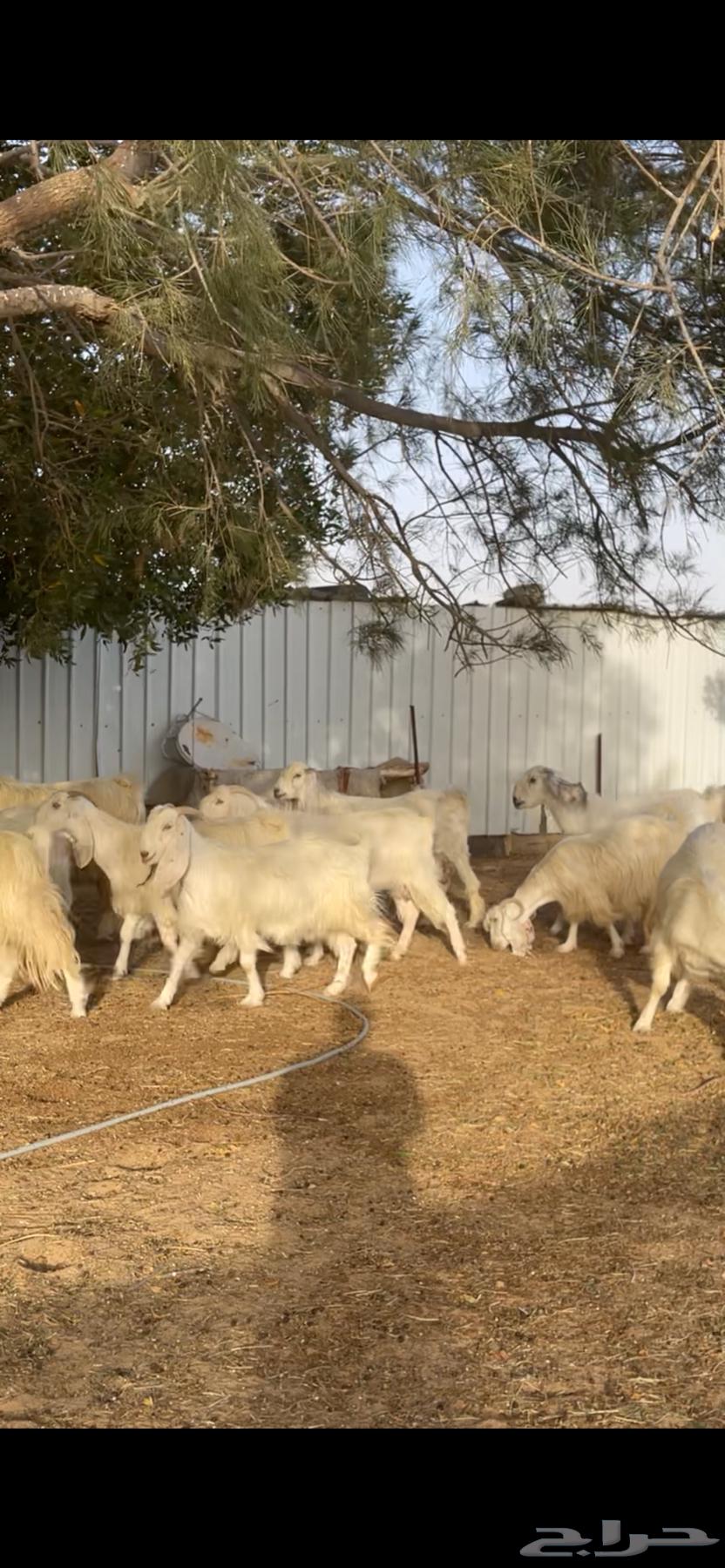 Egyptian white goats with their male63022008405249112