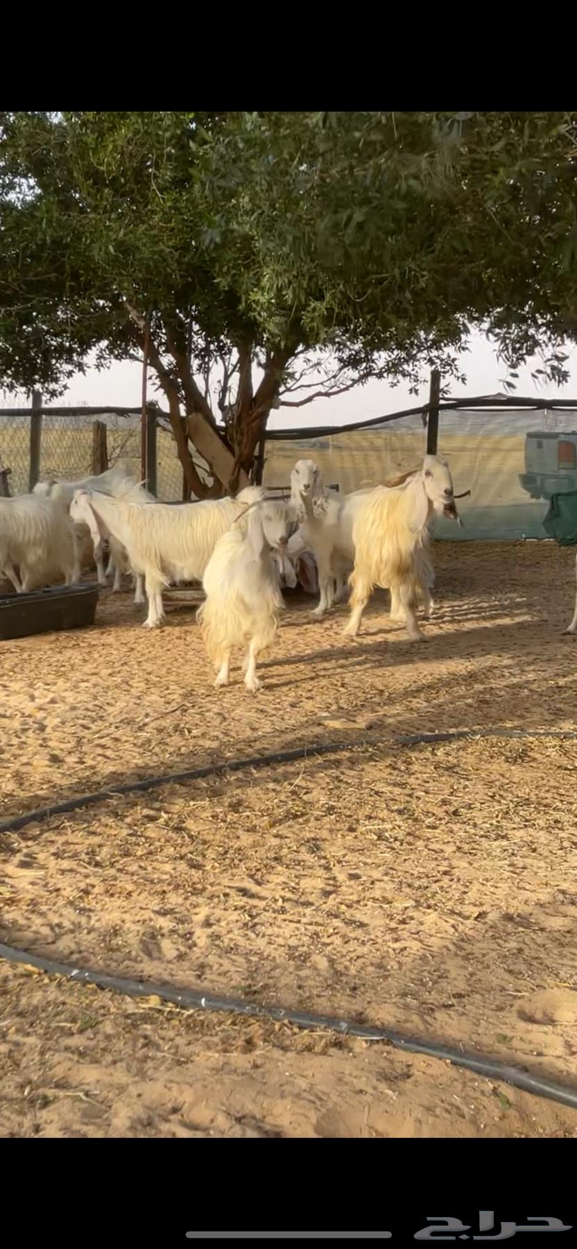 Egyptian white goats with their male63022008405249111
