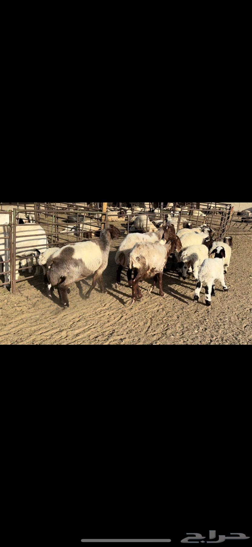 Naim's sheep are grazing.63020224192259112
