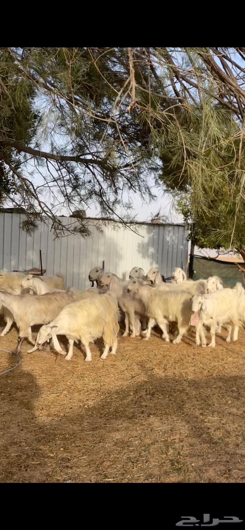 Egyptian white goats with their male63022008405249113