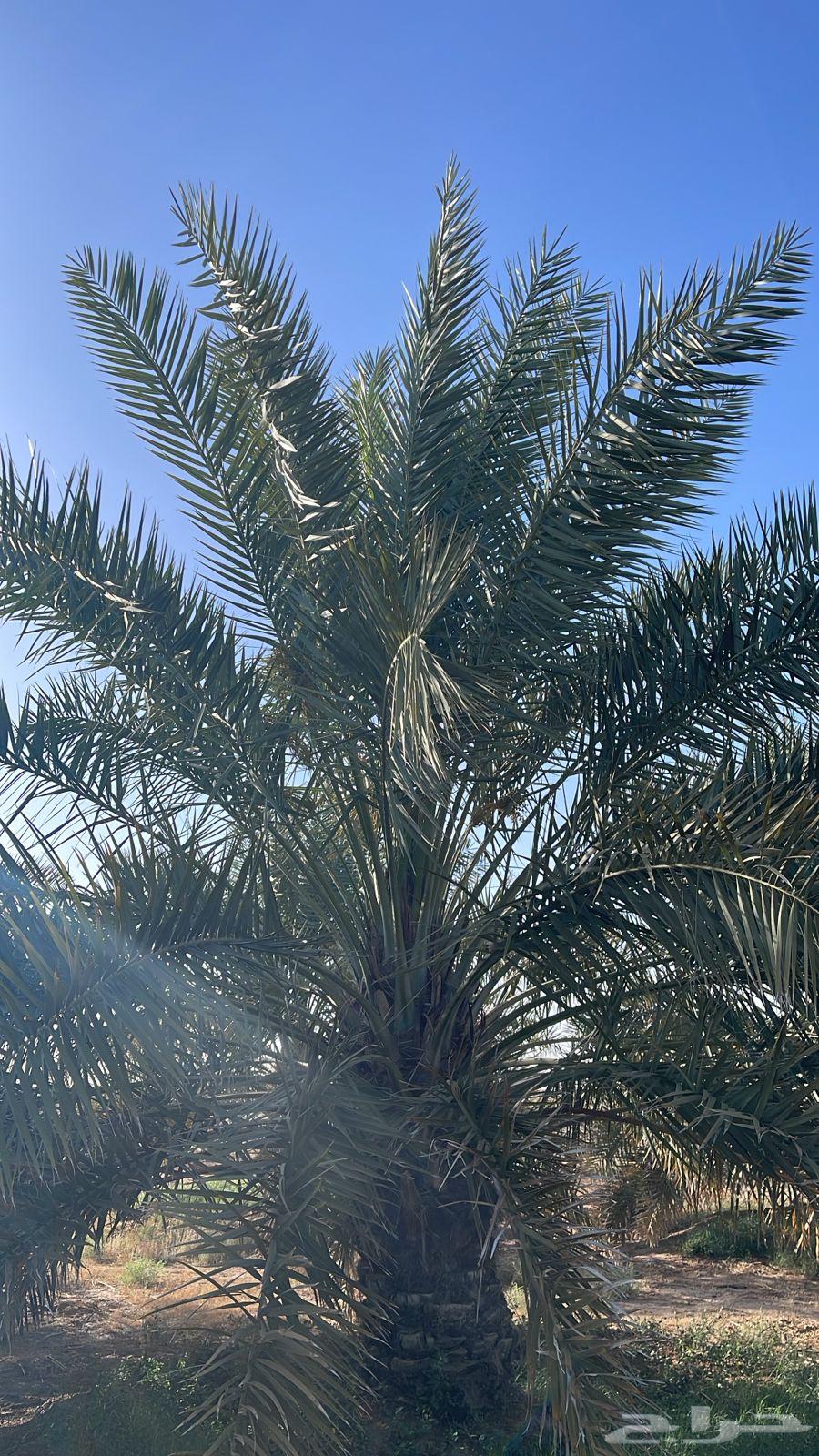 نخل63021053829379113