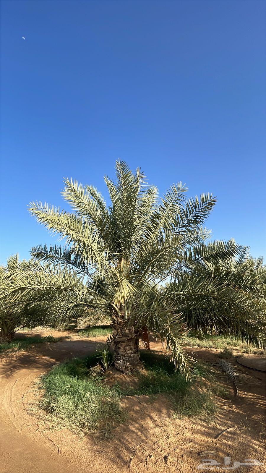 نخل63021053829379114