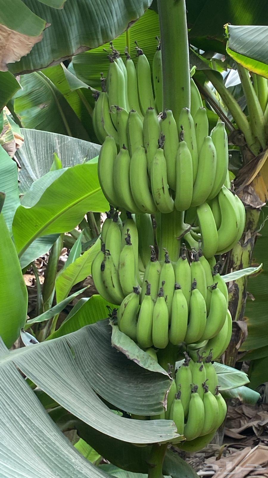 American Grand Banana Seedlings for sale63025818999683111