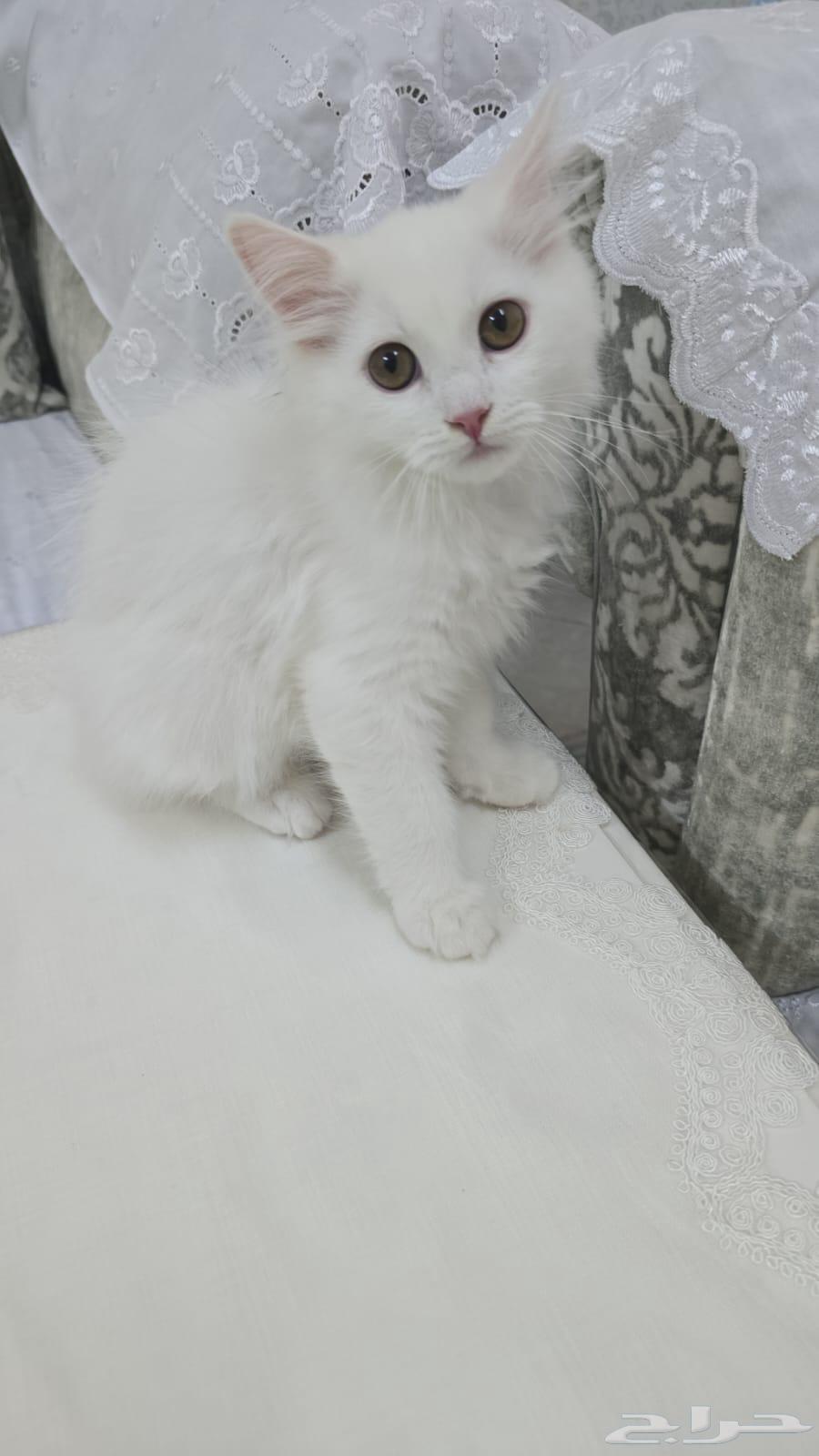 للبيع قطين شيرازي63022912700673111