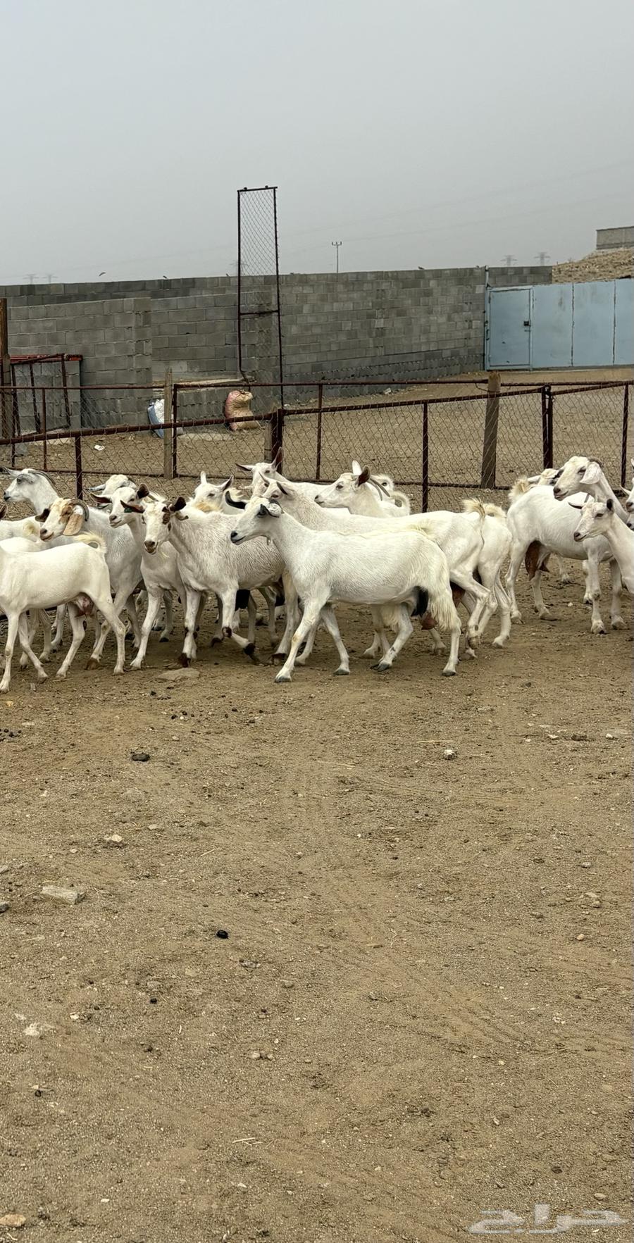 26 female goats, Ryma's group sold63021070663042111