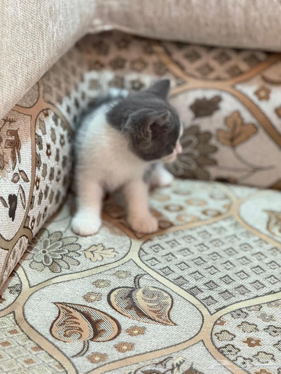 للبيع قط ذكر هملايا هجين سكوتش63023364352643113