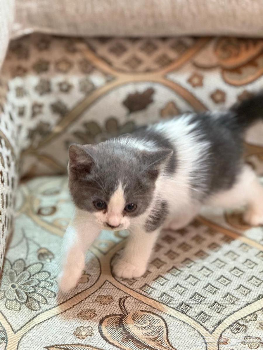 للبيع قط ذكر هملايا هجين سكوتش630233643526431112
