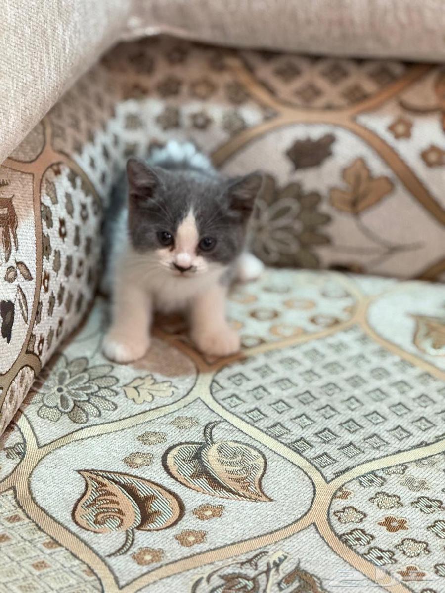 للبيع قط ذكر هملايا هجين سكوتش63023364352643111