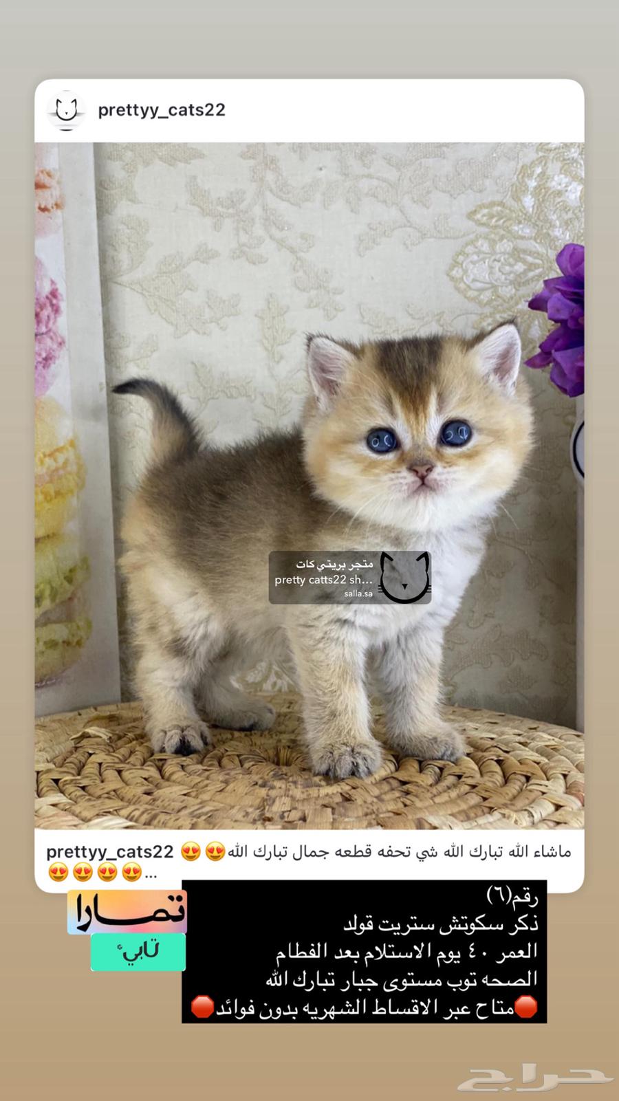 Scottish Street British Cats Cat Kitten Scottish Gold63019360863875114