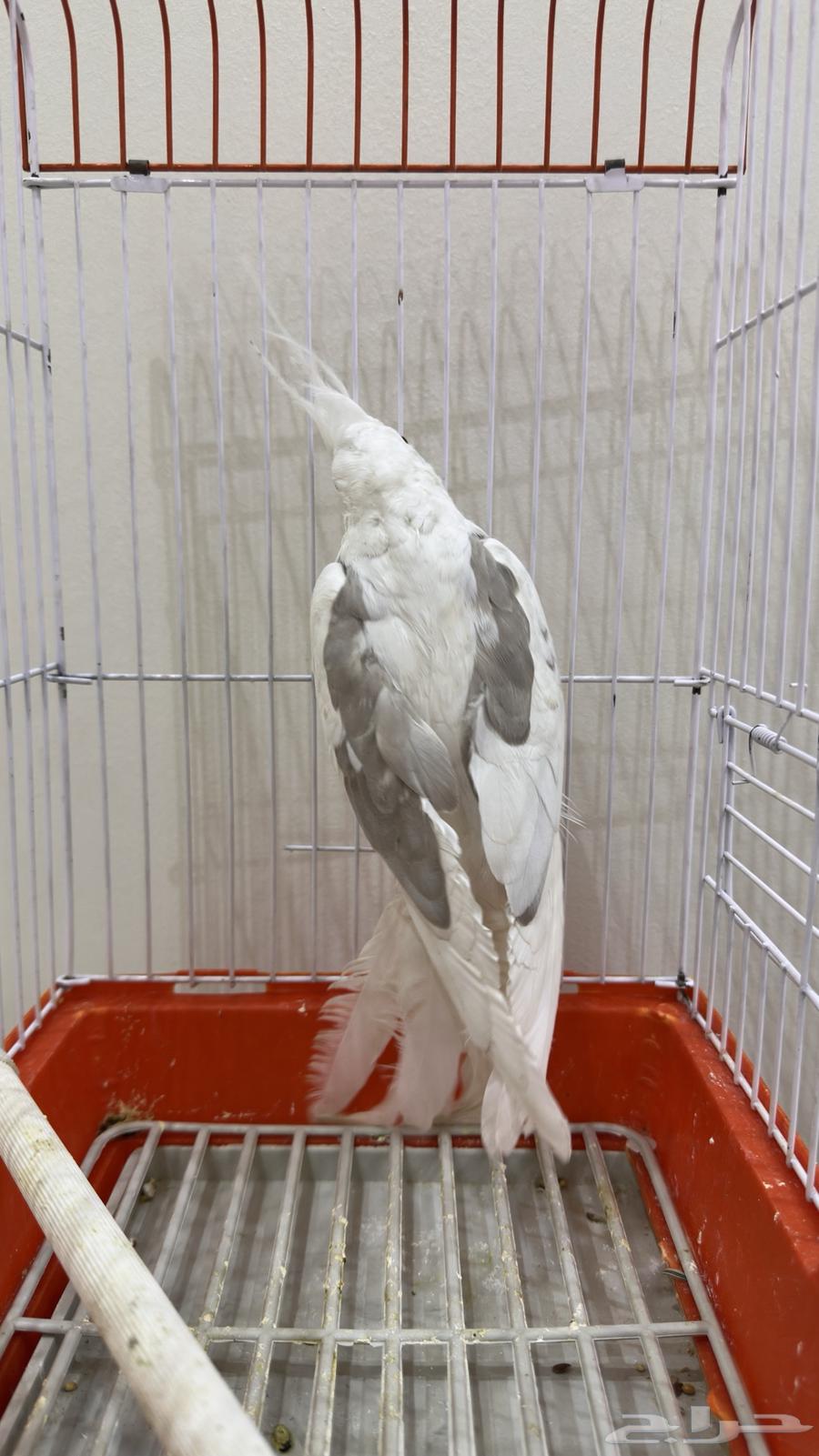 طير كروان63018388723842111