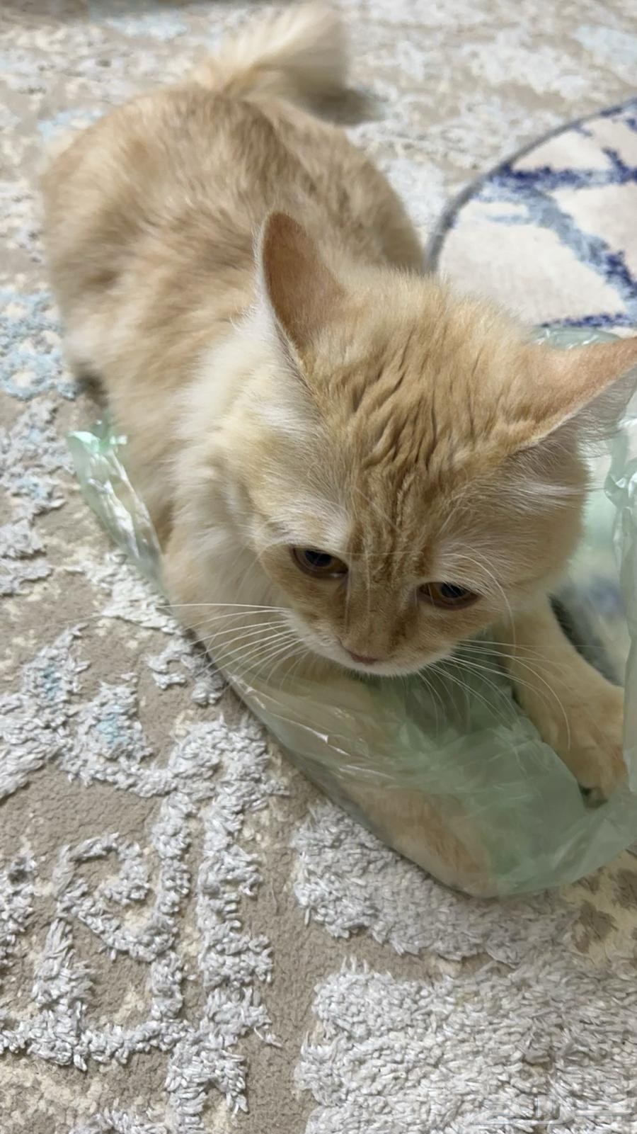 A cat available for adoption630197673881611129