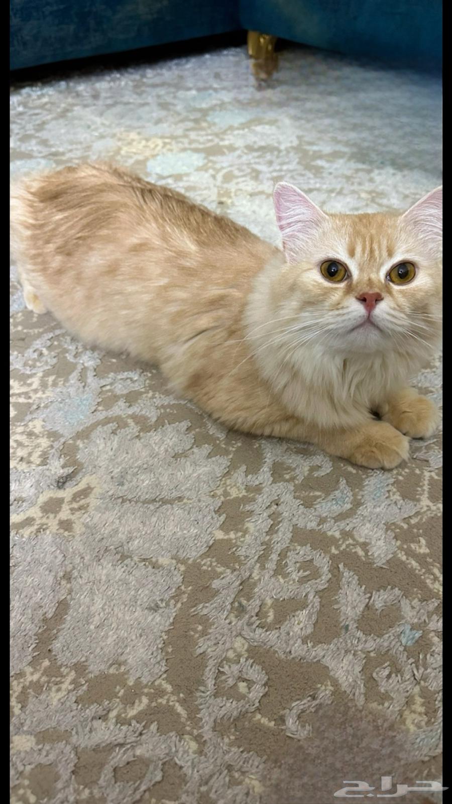 A cat available for adoption63019767388161111