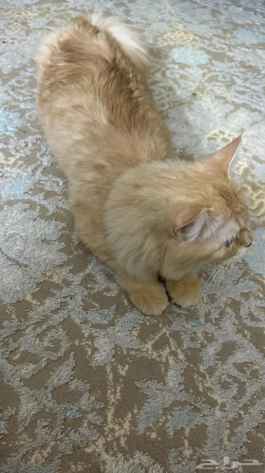 A cat available for adoption63019767388161112