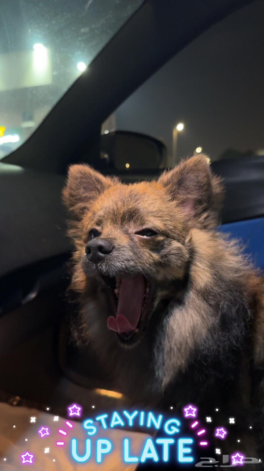 Unique Pomeranian63007044839681111