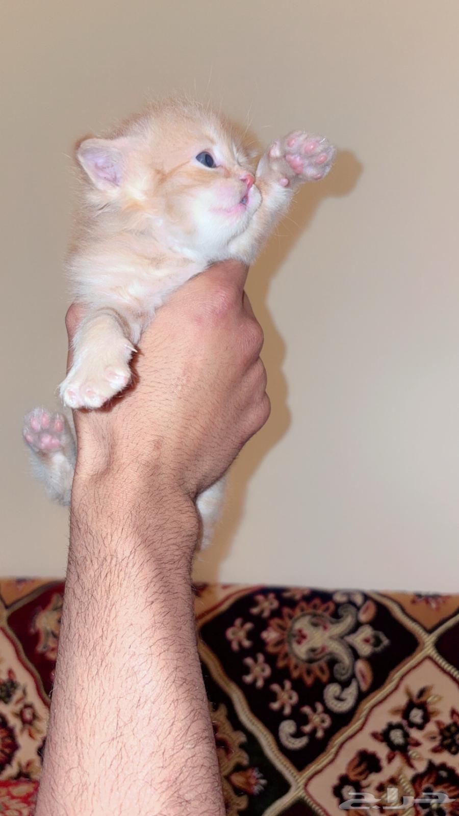 فروخ قط شرازي63020253392386111