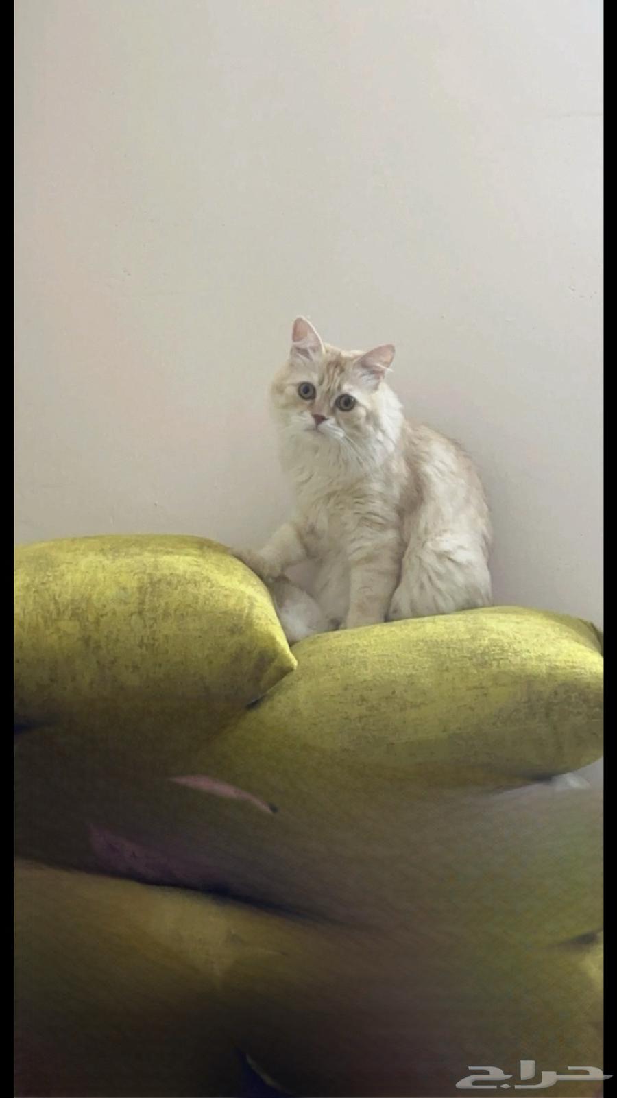 A cat available for adoption63019767388161113