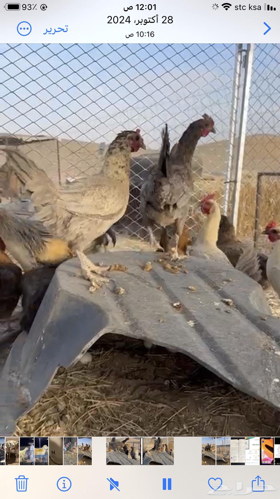 دجاج للبيع63018852066819112