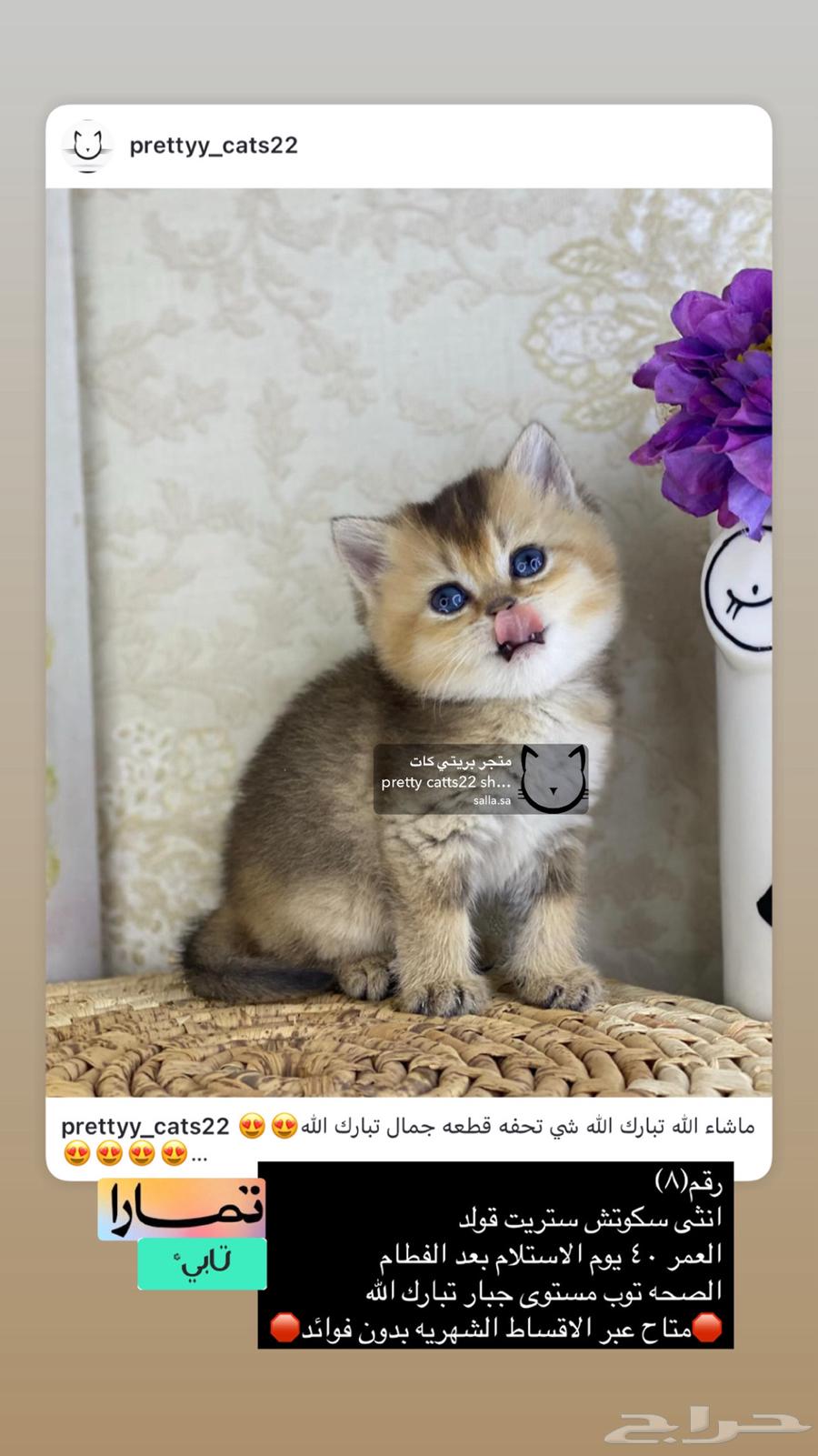 Scottish Street British Cats Cat Kitten Scottish Gold63019360863875112