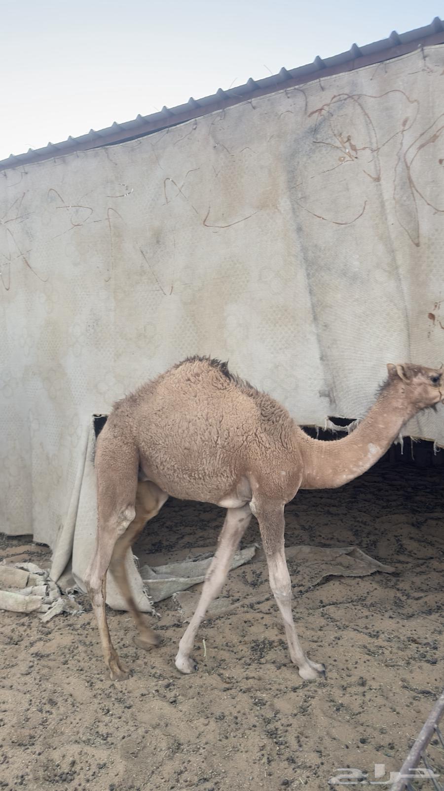 قعود بري63018409933442111