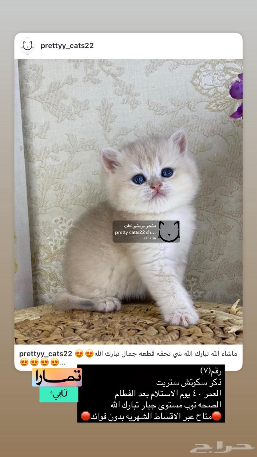 Scottish Street British Cats Cat Kitten Scottish Gold63019360863875113